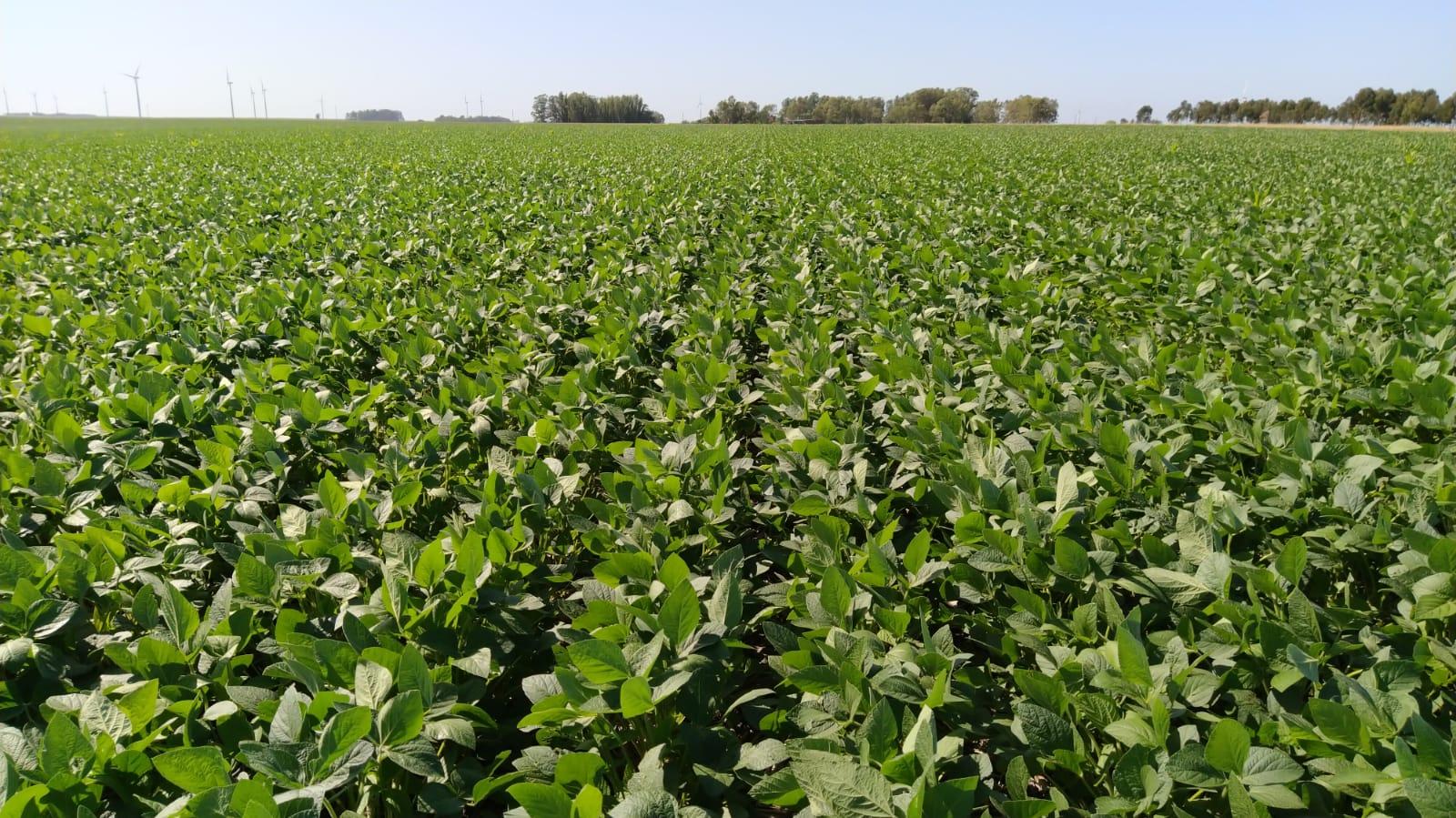 MAIZ Y SOJA CUBIERTOS POR AGROTERRA Y SEGUROS SURA
