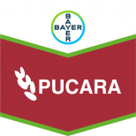 PUCARA